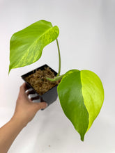 Load image into Gallery viewer, Monstera Deliciosa Aurea Variegated