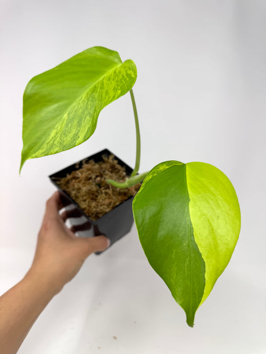 Monstera Deliciosa Aurea Variegated