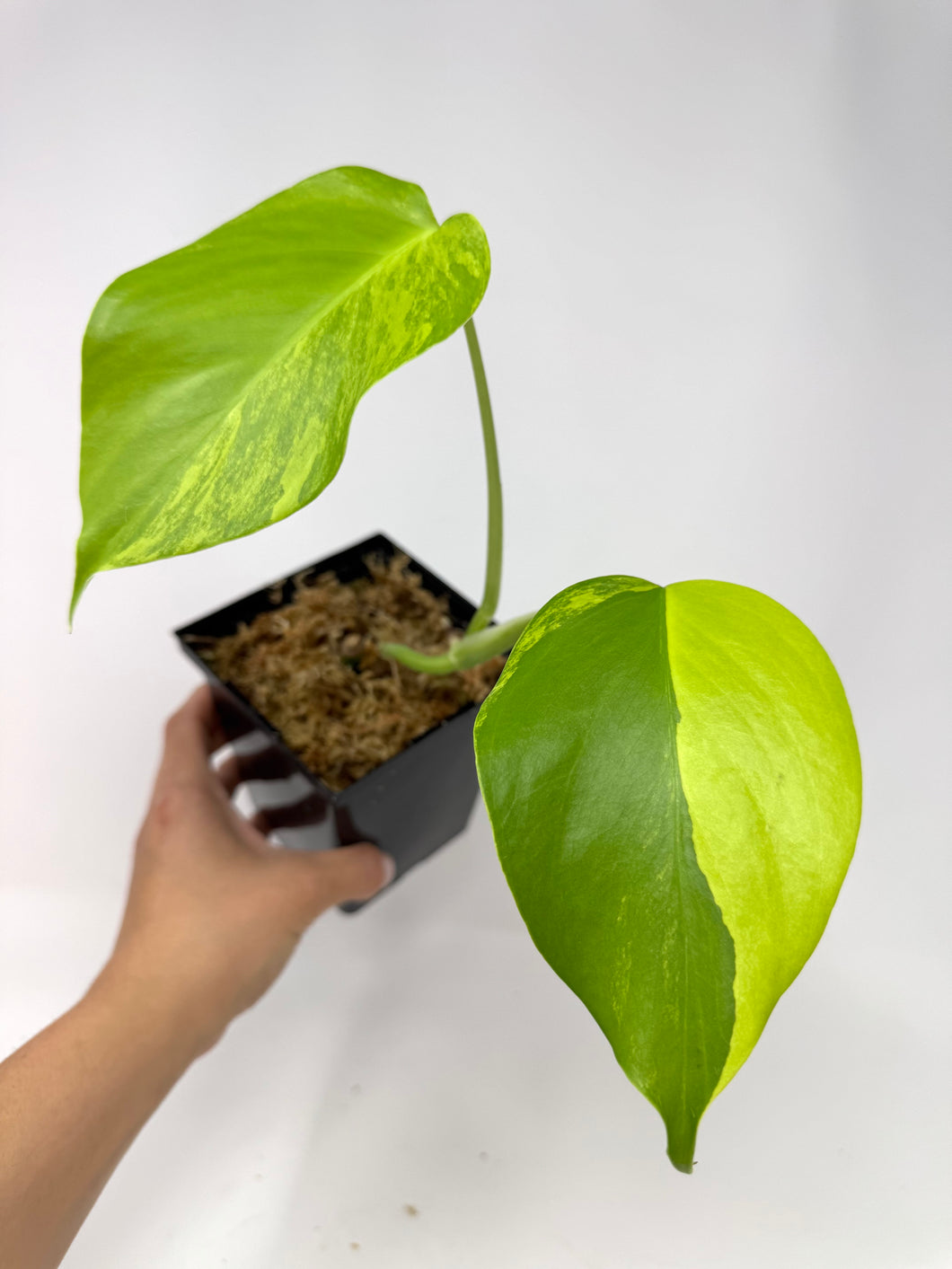 Monstera Deliciosa Aurea Variegated