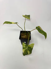 Load image into Gallery viewer, Philodendron Gloriosum Variegated A