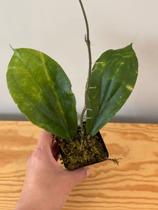249. Hoya Lambii