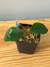 Load image into Gallery viewer, 28. Hoya Coriacea Silver