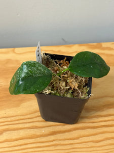 28. Hoya Coriacea Silver