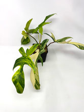 Load image into Gallery viewer, Philodendron Florida Beauty G