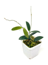 Load image into Gallery viewer, Hoya Dragon Wing (GPS7240 Hybrid)