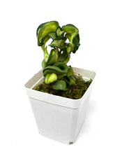 Load image into Gallery viewer, Hoya Carnosa Compacta Variegated (Mauna Loa)