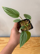 Load image into Gallery viewer, 143. Philodendron Mamei Silver Cloud