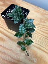 Load image into Gallery viewer, 110. Hoya Lacunosa Silver