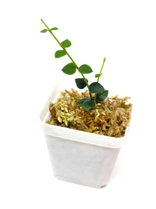 Hoya Chinghungensis