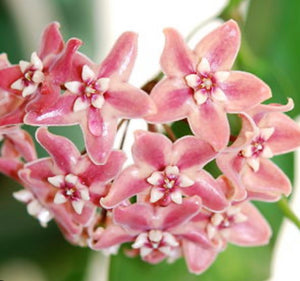 Hoya Subcalva