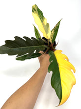 Load image into Gallery viewer, Philodendron Caramel Marble