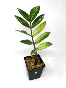 Zamioculcas Zamiifolia Variegated “ZZ” E