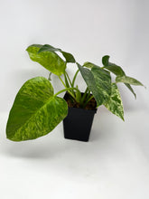 Load image into Gallery viewer, Philodendron Giganteum Blizzard