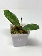 Load image into Gallery viewer, Hoya Meena Silver  (H. Crassipetiolata Splash x H. 'Michele') D