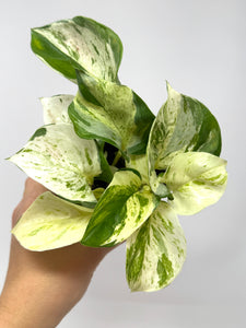 Epipremnum Aureum 'Manjula'