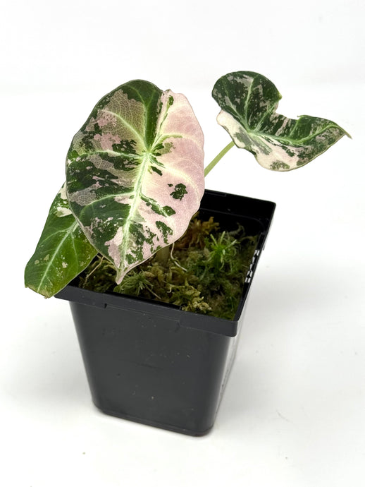 Alocasia Black Velvet Variegated B