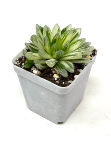 Haworthia Hanabi Variegated (Ships within Canada only)