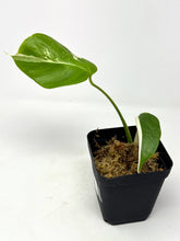 Load image into Gallery viewer, Monstera Deliciosa Albo Variegated G