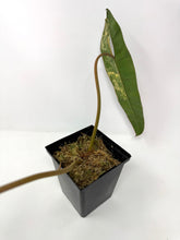 Load image into Gallery viewer, Philodendron Billietiae Variegated E