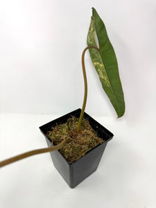 Philodendron Billietiae Variegated E
