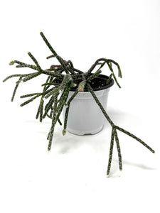 Rhipsalis Pilocarpa (ships within Canada only)