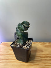 Load image into Gallery viewer, 80. Cereus Forbesii cv. Spiralis &#39;Spiral Cactus&#39;