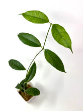 Load image into Gallery viewer, Hoya Cystiantha