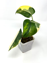 Load image into Gallery viewer, Scindapsus Jade Satin Variegated A