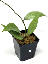 Load image into Gallery viewer, Hoya Germany Silver D