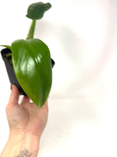 Load image into Gallery viewer, Philodendron Applanatum