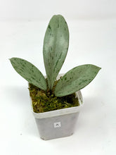 Load image into Gallery viewer, Hoya Pubicalyx Pink Silver Ghost A