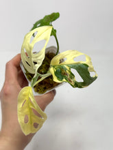 Load image into Gallery viewer, Monstera Adansonii Variegated E