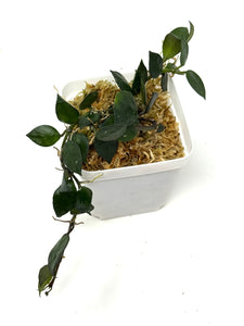 Hoya Krohniana Black