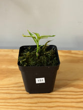 Load image into Gallery viewer, 151. Hoya Multiflora Ghost