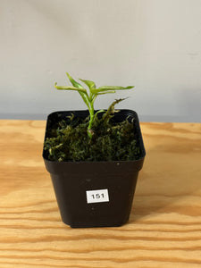 151. Hoya Multiflora Ghost