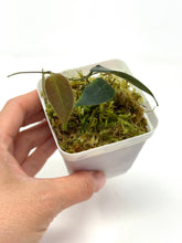 Load image into Gallery viewer, Hoya Patella Pink