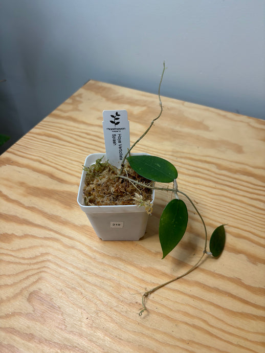 219. Hoya Verticillata Splash