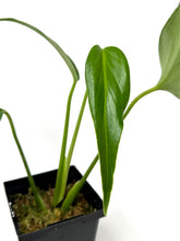Load image into Gallery viewer, Philodendron Burle Marx Flame C