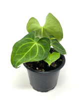 Load image into Gallery viewer, Anthurium Clarinervium 4”