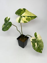Load image into Gallery viewer, Philodendron Gloriosum Variegated C