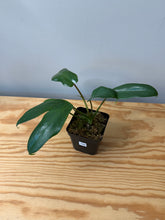 Load image into Gallery viewer, 102. Philodendron Mayoi (juvenile)