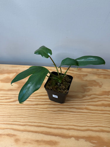 102. Philodendron Mayoi (juvenile)
