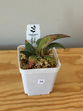 Load image into Gallery viewer, 38. Hoya Parviflora Splash