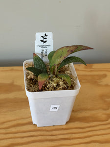 38. Hoya Parviflora Splash
