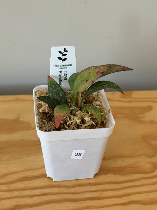 38. Hoya Parviflora Splash