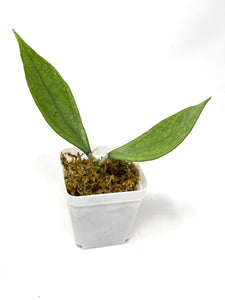 Hoya Germany Silver A