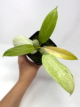 Load image into Gallery viewer, Philodendron Whipple Way A