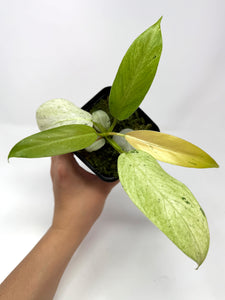 Philodendron Whipple Way A