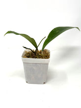 Load image into Gallery viewer, Hoya Estrellaensis IML 1256