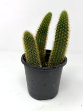 Load image into Gallery viewer, Cleistocactus Winteri “Golden Rat Tail” - Ships within Canada only small size
